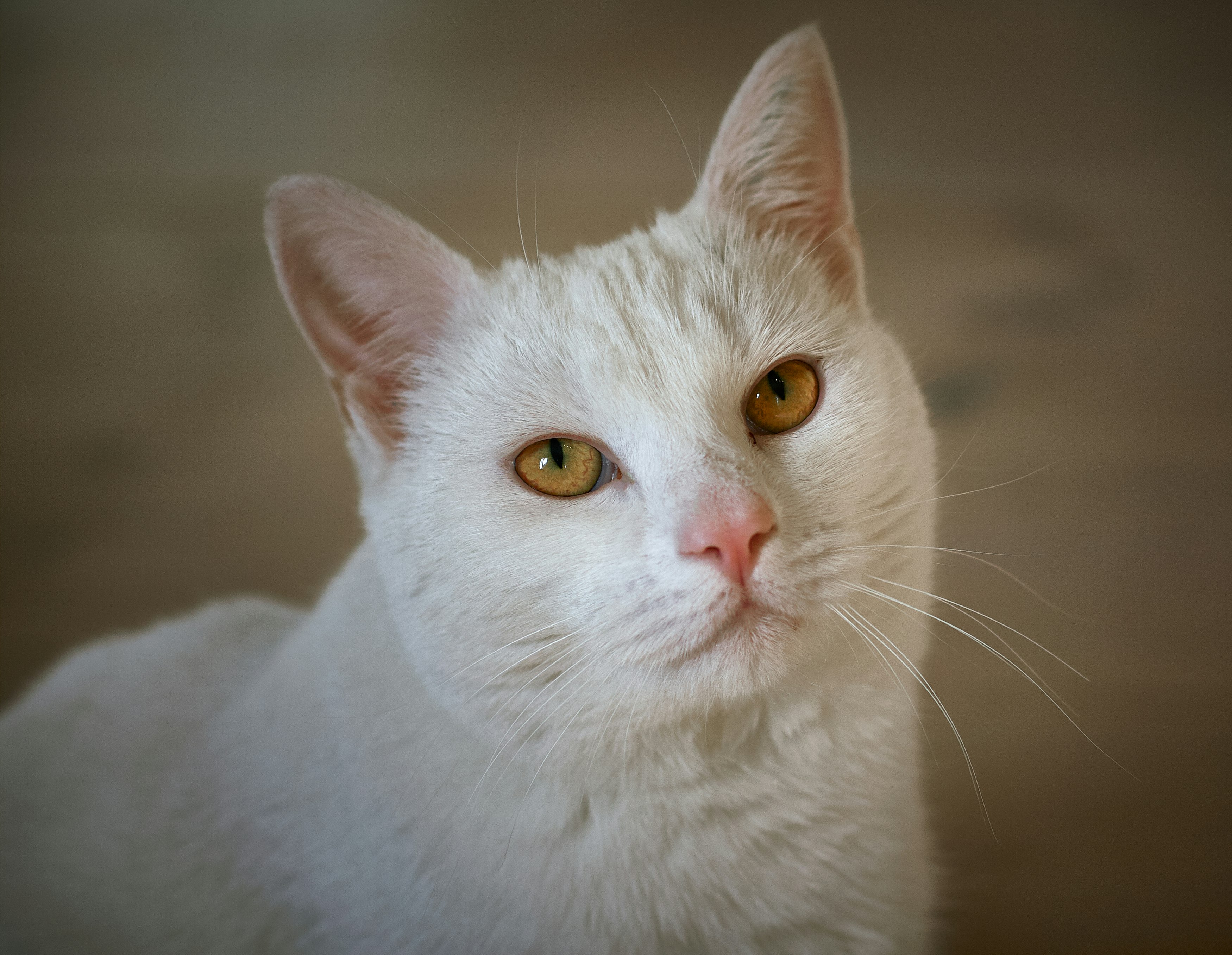 white cat with yellow eyes